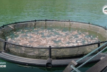 إنتاج الأسماك في سوريا يتجاوز 30 ألف طن