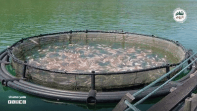 إنتاج الأسماك في سوريا يتجاوز 30 ألف طن